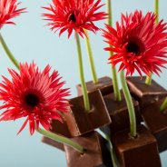 Mini Gerbera Mi Punki Jaya