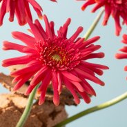 Mi Queeni Juliëtte met kurk