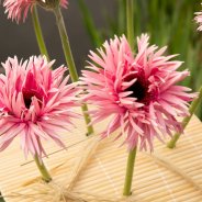 Frameboeket met roze Mi Twisti Iggy