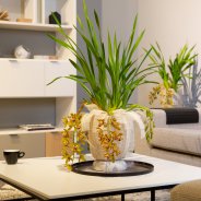 Cascade Cymbidium 'Agiro' - Urban Modern - detail
