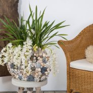 Beach interior with the Ice Cascade Cymbidium