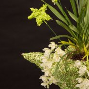 Ice Cascade Cymbidium in kerstsfeer