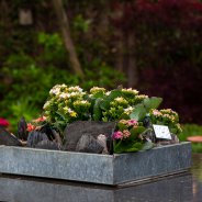 Miniature garden with Garden Kalanchoës - Pim van den Akker - Flower Factor