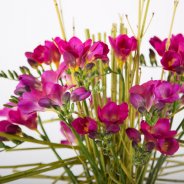 Powerful Freesia bouquet close-up