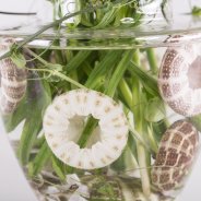 Mysterious sea creature with Freesia detail