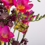 Magazine Freesia design close-up