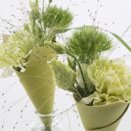 Leren kegels met trendy Dianthus commerciële versie close-up