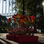 Funeral flower arrangement with Freesia - design by Pim van den Akker 