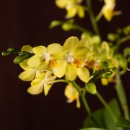 Christmas multiflora Phalaenopsis - Van der Hoorn - Flower Factor