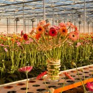 Verrassende mini Gerbera's van LG Flowers 