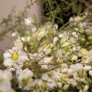 Helleborus 'Verboom Beauty'