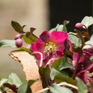 Kwekerij Verboom Frostkiss 'Anna's Red'