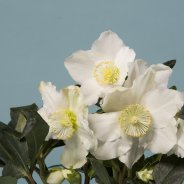 Hellebore 'Niger' gift design