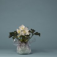 Hellebore 'Niger' design