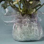 Gift design Hellebore 'Niger'- close-up