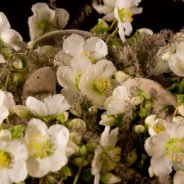 Winterse 'Verboom Beauty' Helleborus