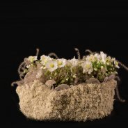 Winterse 'Verboom Beauty' Helleborus