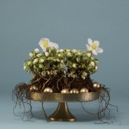Subtiel kerstarrangement met Helleborus 'Verboom Beauty' 