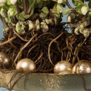 Helleborus 'Verboom Beauty' 