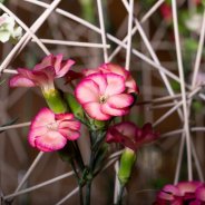 Bloemwerk voor bruiloft met Sparkz