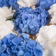 frameboeket met Hortensia close up 3 Pim van den Akker Flower Factor