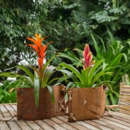Bromelia with birch bark and leather strips