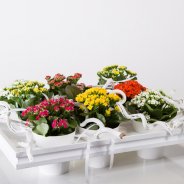 Kalanchoe schilderij