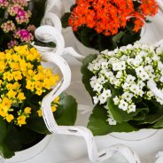 Kalanchoe schilderij - detail
