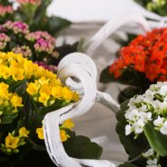 Kalanchoe schilderij - close-up
