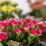 Kalanchoe - De bloeiende vetplant