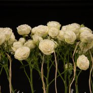 trosroos Snow World in kerstbloemwerk van Pim van den Akker