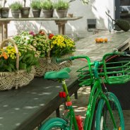 Manden vol Kalanchoë 'Garden'