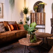 Calathea Orbifolia - Tough