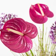 Anthuriums and Allium - Roos van Unen - Flower Factor