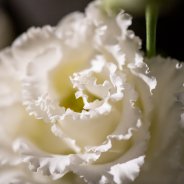 Bloemkunst 2018 Zuidkoop foto: Nico Alsemgeest