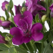 Alstroemeria 'Cleo'