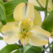 Alstroemeria 'Tonatiuh' close-up