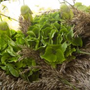 Green Hydrangea funeral design Kristel van Dijk Flower Factor