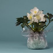 Hellebore Niger as winter gift