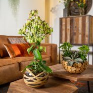 Kalanchoe in stoer interieur