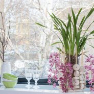 Cascade Cymbidium 'Anisa' and wood
