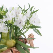 Natural Alstroemeria bouquet with open flowers close-up