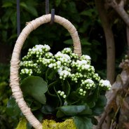 Kalanchoe hangend design - Pim van den Akker - Flower Factor