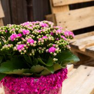 Bright pink double flowered Garden Kalanchoe - design Pim van den Akker