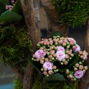 Garden Kalanchoe kokedama's - Pim van den Akker - Flower Factor