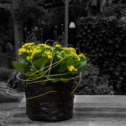 Gele Kalanchoe - Pim van den Akker - Flower Factor