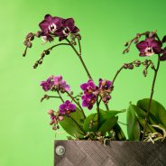 origineel orchidee arrangement door Pim van den Akker