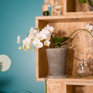 orchideeën urban jungle style - 'Artisto' van Opti-flor