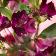 sweet Alstroemeria field bouquet