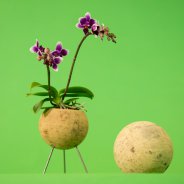 origineel orchidee arrangement door Pim van den Akker